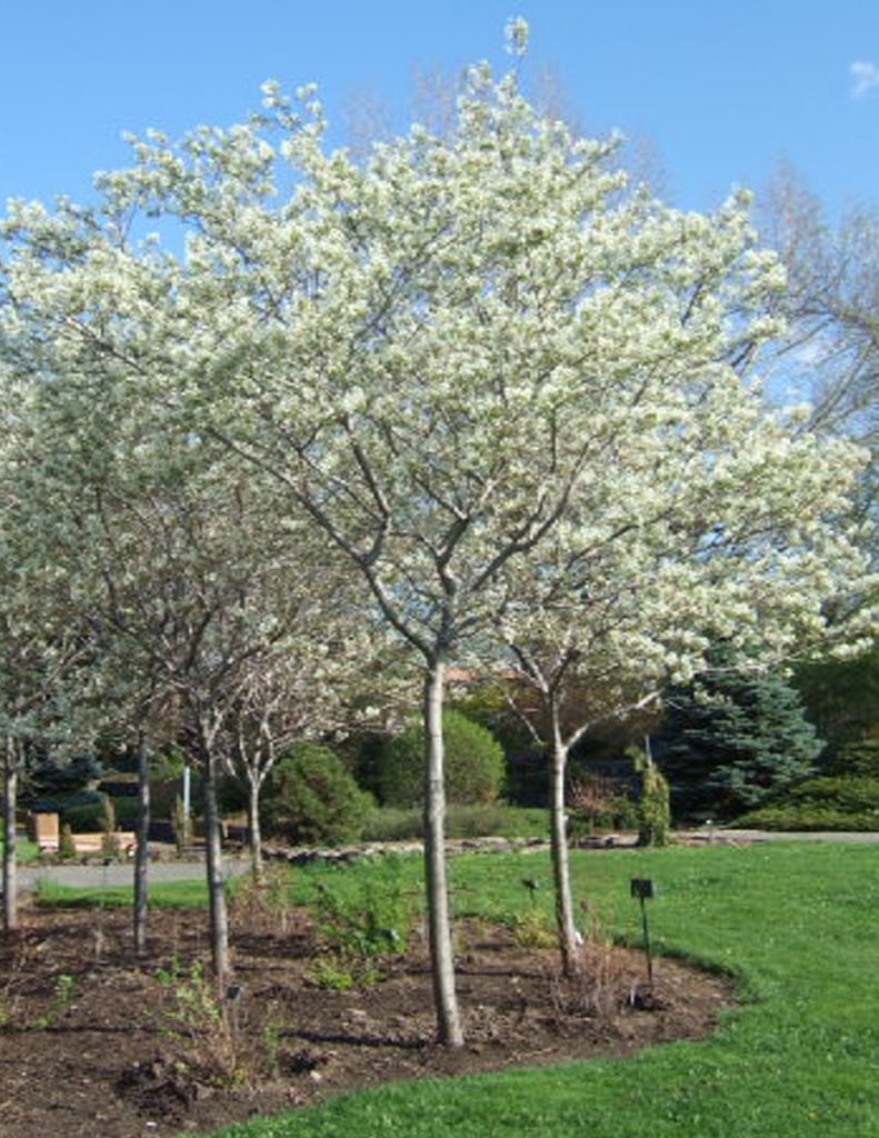 Amélanchier du Canada multi-troncs - Un arbre pour mon quartier