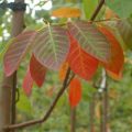 UAPMQ_Amelanchier grandiflora 'Autumn Brillance'