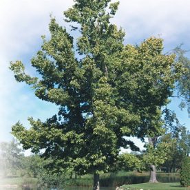 Micocoulier occidental