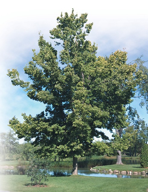 Common Hackberry