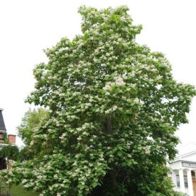 Nothern Catalpa