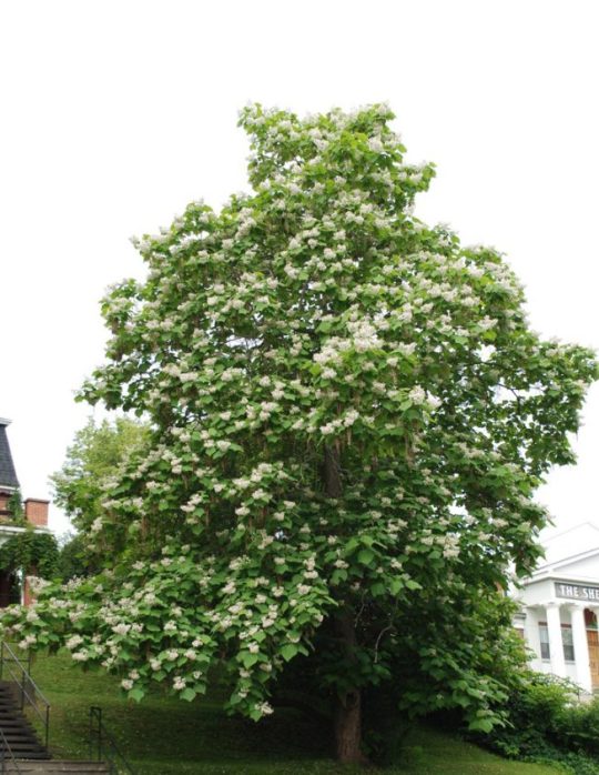 Nothern Catalpa