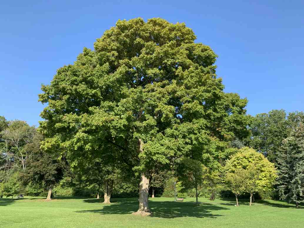 Érable à sucre - Un arbre pour mon quartier