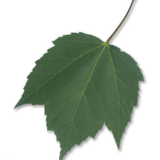 Feuille Ravinal Érable rouge - Un arbre pour mon quartier