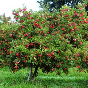 Malus 4 dans 1 - Arbre Tree