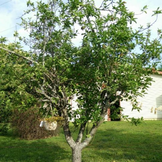 Malus domestica Granny Smith - Arbre Tree
