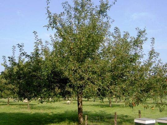 Malus domestica Gravenstein - Arbre Tree