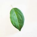 Malus domestica Gravenstein - Feuilles Leaves