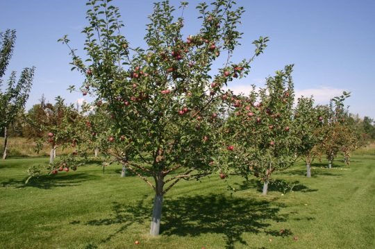 Malus domestica Mc Intosh - Arbre Tree