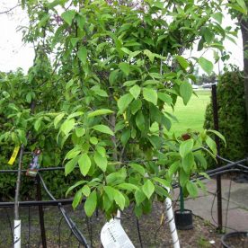 Prunus domestica Italienne - Arbre Tree