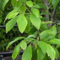 Prunus domestica Italienne - Feuilles Leaves
