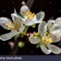 Prunus domestica Italienne - Fleurs Flowers