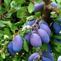 Prunus domestica Italienne - Fruits