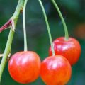Prunus Montmorency - Fruits