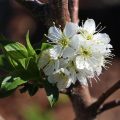 Prunus americana Toka - Fleurs Flowers