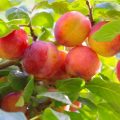 Prunus americana Toka - Fruits