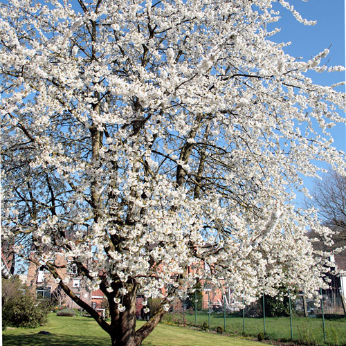 Prunus avium Stella - Arbre Tree