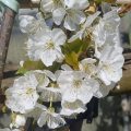 Prunus avium Stella - Fleurs Flowers