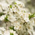 Prunus cerasus - Fleurs Flowers