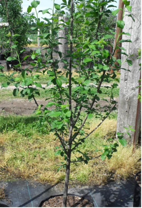 Prunus domestica Damas - Arbre Tree