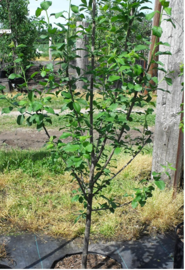 Damas plum tree - Un arbre pour mon quartier