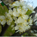 Prunus domestica Damas - Fleurs Flowers