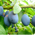 Prunus domestica Damas - Fruits