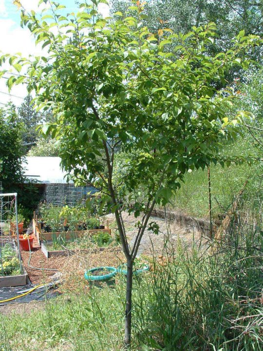 Prunus domestica Stanley - Arbre Tree