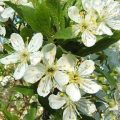 Prunus domestica Stanley - Fleurs Flowers