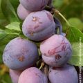 Prunus domestica Stanley - Fruits