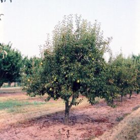 Pyrus communis Bartlett - Arbre Tree