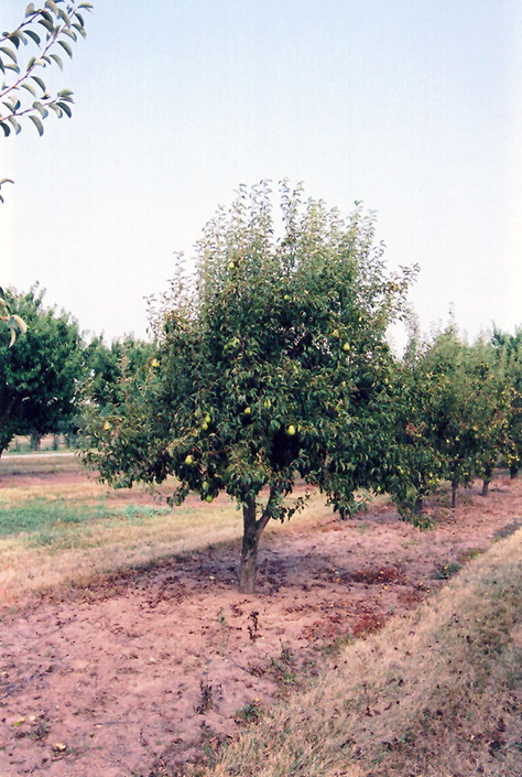 Pyrus communis Bartlett - Arbre Tree