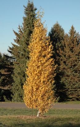 Dakota Pinnacle Birch