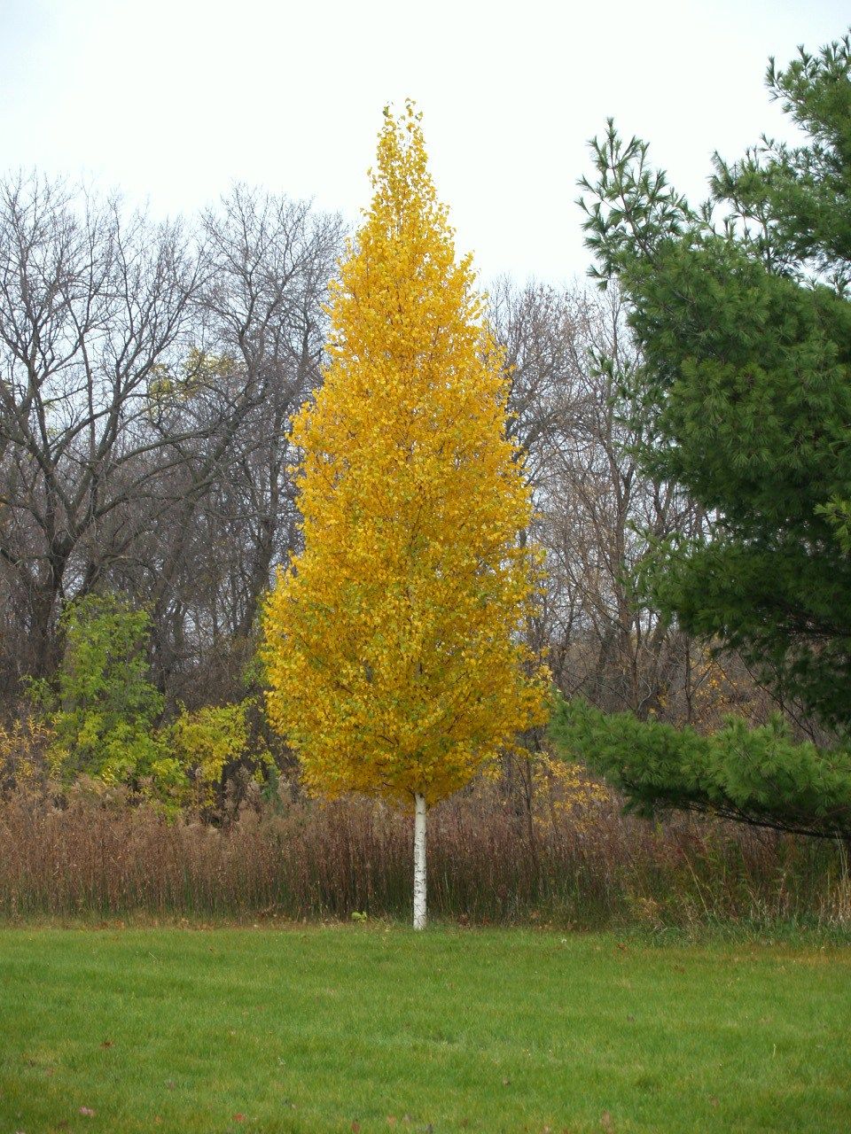 Dakota Pinnacle Birch - Un arbre pour mon quartier