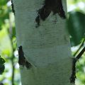 UAPMQBetula platyphilla 'Dakota Pinacle'