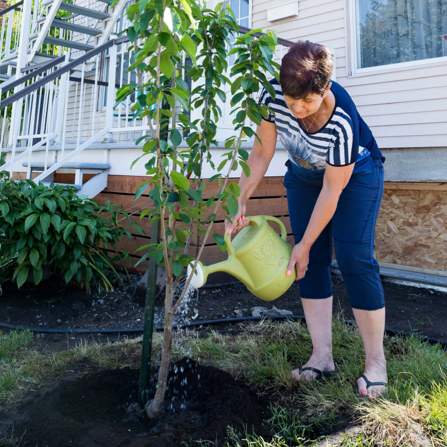 Comment prendre soin des jeunes arbres ? - Jardiland