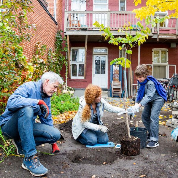 Acheter votre arbre Un arbre pour mon quartier