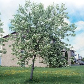 Cerisier de Virginie