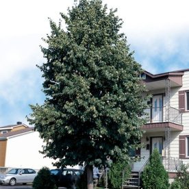 Tilleul d'Amérique 'Redmond'