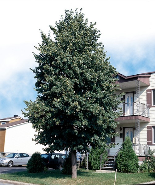 Tilleul d'Amérique 'Redmond'