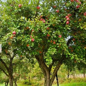 Pommier 'Honeycrisp'