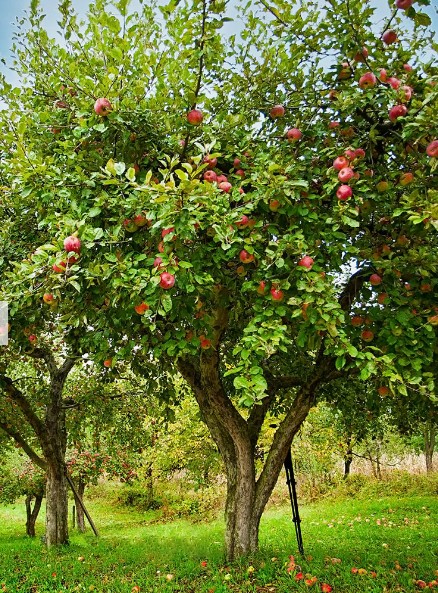 Pommier 'Honeycrisp'