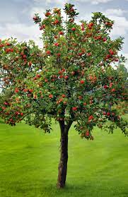 honeycrisp apple trees minnesota