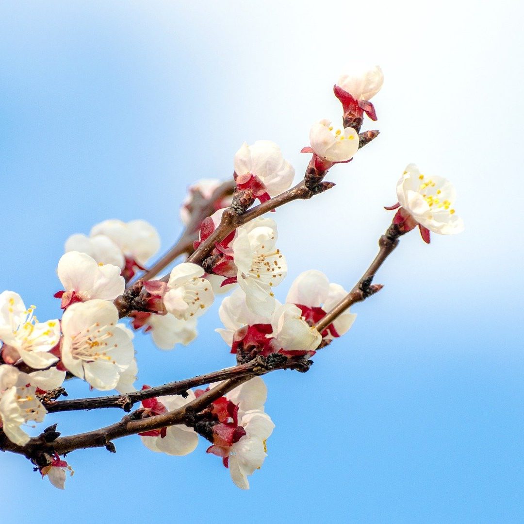 Abricotier 'Puget Gold' Un arbre pour mon quartier — free download