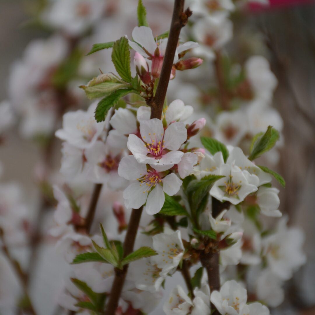 Brookred Plum Tree - Un arbre pour mon quartier