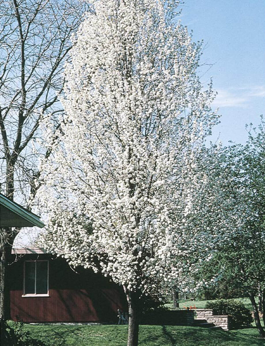 Summercrisp Pear Tree - Un arbre pour mon quartier