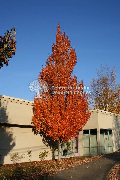 Armstrong Red Maple