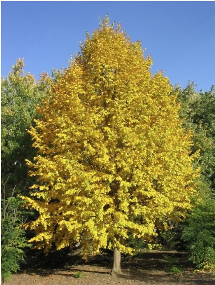Tilleul 'Harvest Gold'
