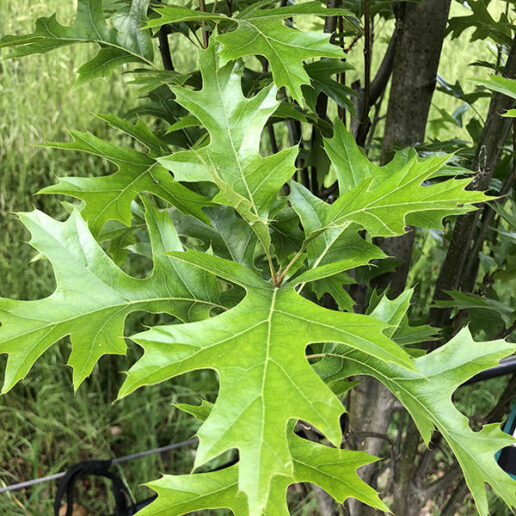 Green Pillar Pin Oak - Un arbre pour mon quartier