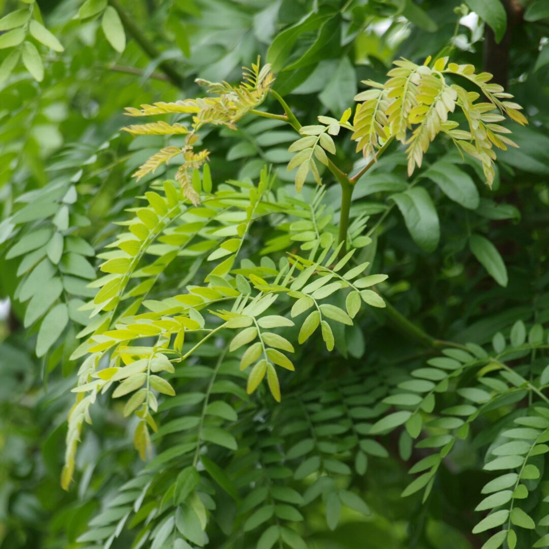 Skyline Thornless Common Honey-Locust - Un arbre pour mon quartier